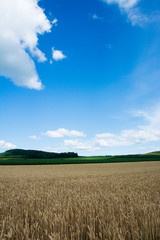 Obraz premium 収穫前のムギ畑と青空