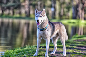 Gray husky