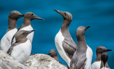 Guillemot
