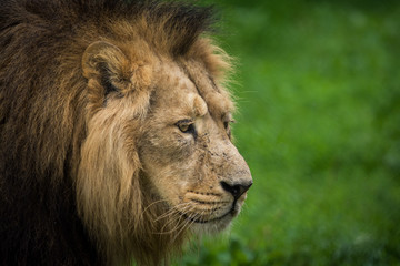 Male Lion
