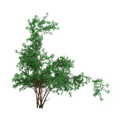 Obraz premium 3D Rendering ABush Rosa Majalis on White