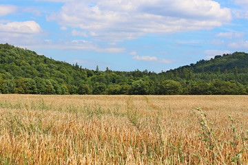 grain field with sky and wood