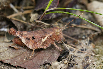 Image of a brown grasshopper (Anasedulia maejophrae Dawwrueng, Storozhenko et Asanok, 2015) on brown leaves. Insect Animal