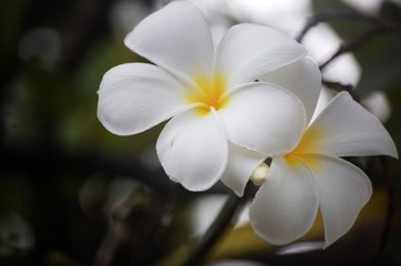 Obraz na płótnie Canvas up close on a flower somewhere in the Marshall Islands