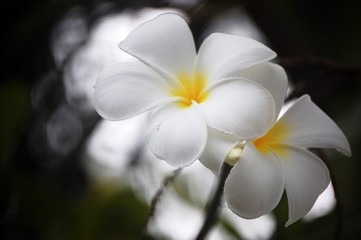 Fototapeta na wymiar up close on a flower somewhere in the Marshall Islands