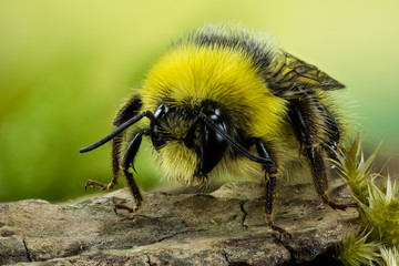 Focus Stacking - Bumblebee, Dumbledor, Dumbledore, Bombus