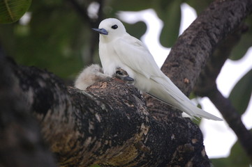 a portrait of a momma bird in the Marshall Islands