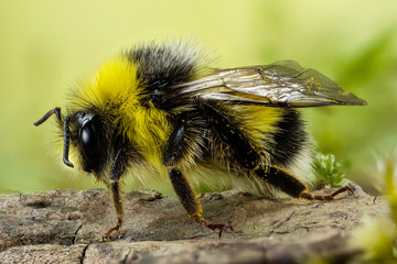 Focus Stacking - Bumblebee, Dumbledor, Dumbledore, Bombus