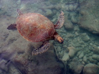 Sea Turtle in the Marshall Islands