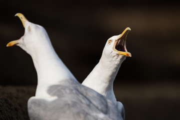 Herring Gull, Sea Gull, Gulls