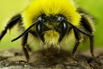 Focus Stacking - Bumblebee, Dumbledor, Dumbledore, Bombus