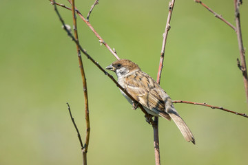 Sparrow on a branch