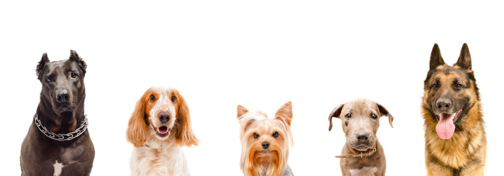 Portrait of five dogs, closeup, isolated on white background