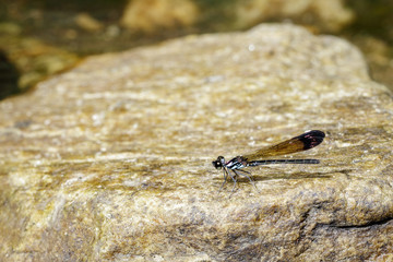 Image of Common Blue Jewel Dragonfly (Helioeypha biforata) on the rock. Insect Animal