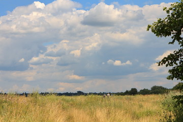 landscape with forest-steppe and the group of tourists under the blue sky with clouds.