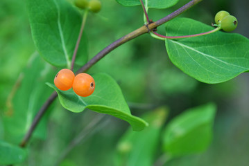 Branch of wild honeysuckle with ripe berries, soft bokeh background