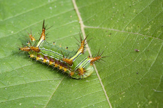 Image of Stinging Nettle Slug Caterpillar (Cup Moth, Limacodidae) "Green Marauder" on green leaves. Insect Animal.