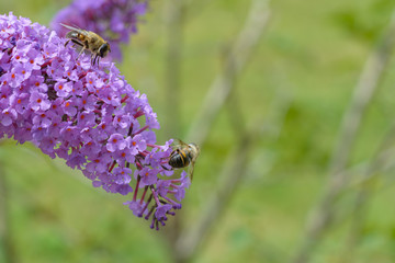 Bienen fliegen auf den Flieder
