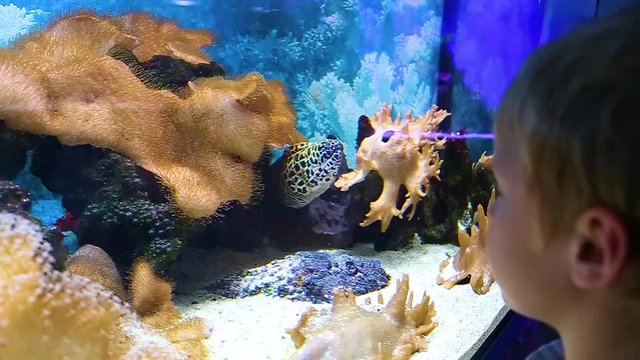 Cute little kid watching with interest at different fish in big aquarium. Closeup of head of sleepy leopard moray hiding among corals and pufferfish cheerfully swimming. Real time hd video footage.