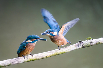 Kingfisher fledglings