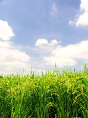 Obraz premium 実りの田圃と夏空