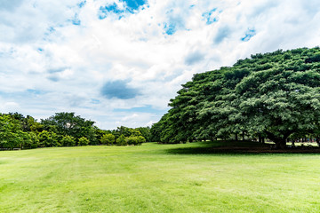 Big tree in public park with green grass