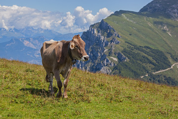 Fototapeta na wymiar Happy brown cow with bell run on the mountain slope of mount Monte Baldo, Italy