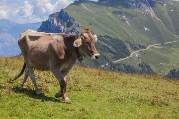 Fototapeta na wymiar Happy brown cow with bell run on the mountain slope of mount Monte Baldo, Italy