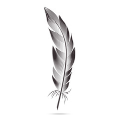 Black and white feathers. Vector graph contour