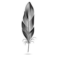 Black and white feathers on a white background. Vector graph contour