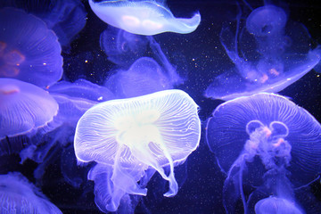 Moon jellyfish illuminated with purple light