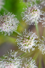 Abstract flowers as vertical background. Selective focus.