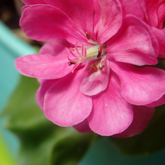 Fototapeta na wymiar Head of pink geranium flower close-up wallpaper
