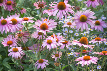 Pink and purple blooming echinacea purpurea, eastern purple coneflower in a garden