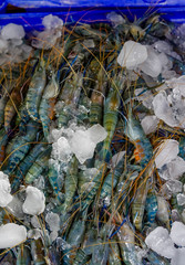 fresh seafood shrimp catch of the day on ice in a market tray
