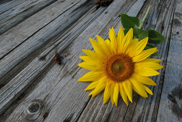 Sonnenblume auf Holz