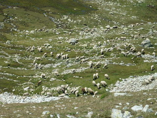 Troupeau de brebis au Campcardos