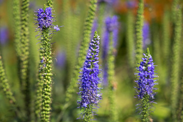 Fototapeta premium Purple violet summer blooming lavender flowering plant grass