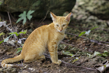 Image of a lovely cat. Pet Animal.