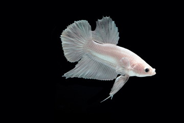 White platinum Fighting fish.