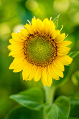 Obraz premium Close up of sunflower against a field