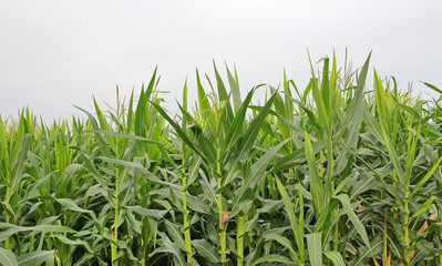 Green field of young corn.