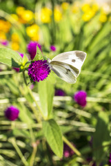 田町のモンシロチョウ
