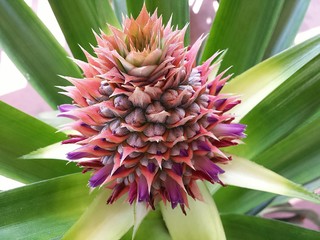 Beautiful pineapple flower, closeup