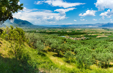 Greece, May. Olive fields near Lamia. Bright sunny day.