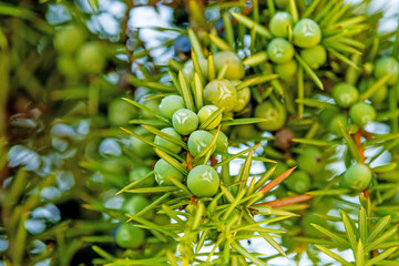 Wacholderbeeren am Baum, reif unfd unreif