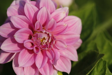 Dahlia