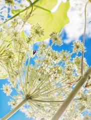 Naklejka premium Summer fantasy with insects