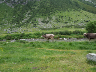 Kühe auf Wiese