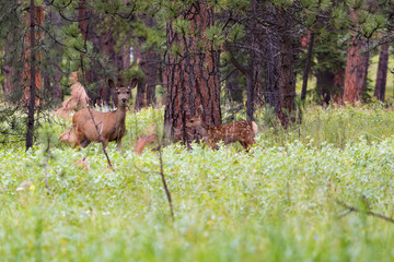 Mule Deer in the Forest